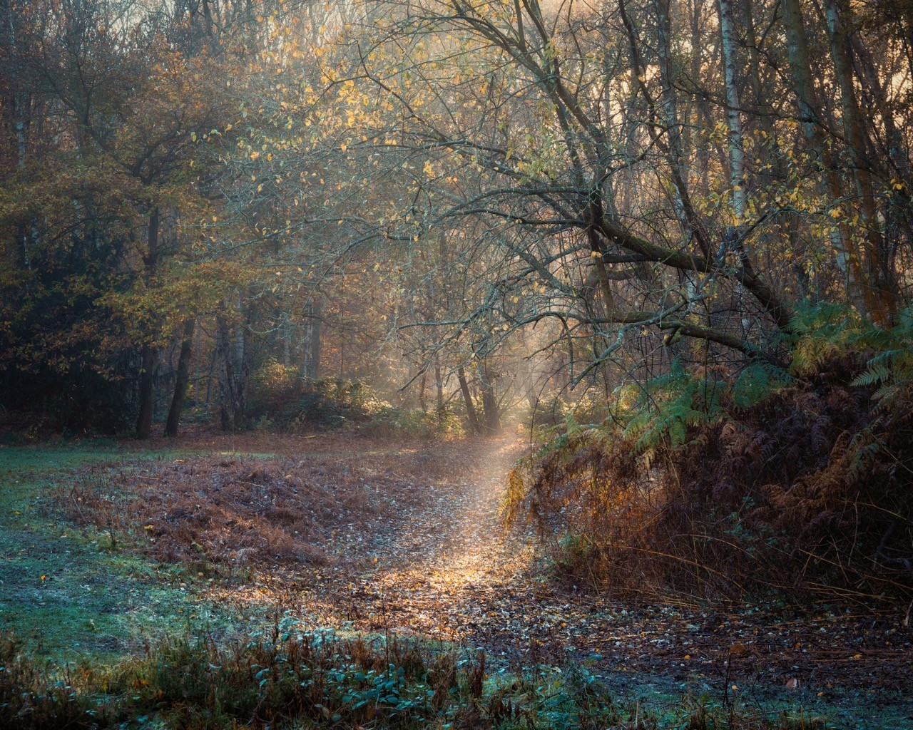 A quiet woodland scene with a bit of early morning forest magic catching an overhanging tree.