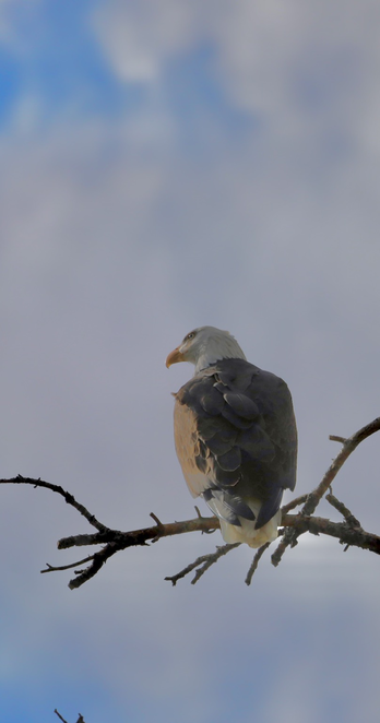Bald eagle sitting in a spruce snag 