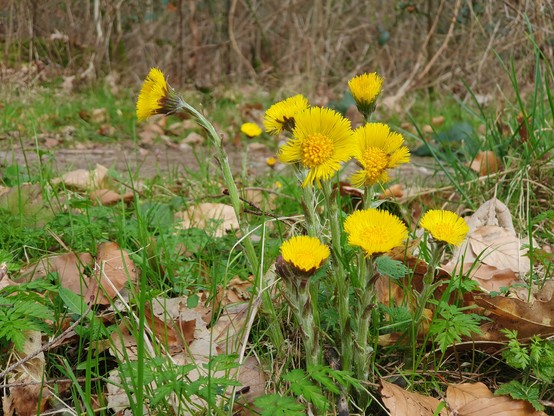 Yellow composite flowers