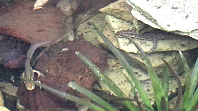 A garden pond with a spiked plant in the centre. A male smooth newt on the left with dark green skin, black spots, a crest on it's back and a blue line on its tail. A larger female newt on the right resting on a stone and partially hidden.