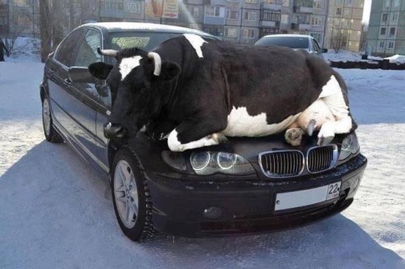Een koe ligt op de motorkap van een BMW