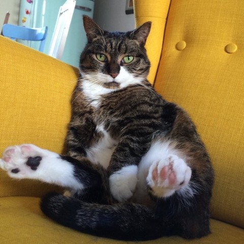 Kat, zittend op een gele stoel