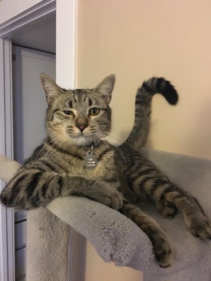 Kat zit op een zitpaal