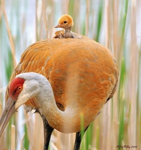Baby kraanvogel op vaders of moeders rug