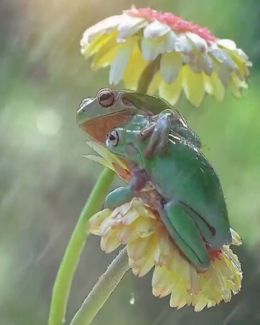 Twee kikkers zitten in de regen op een bloem
