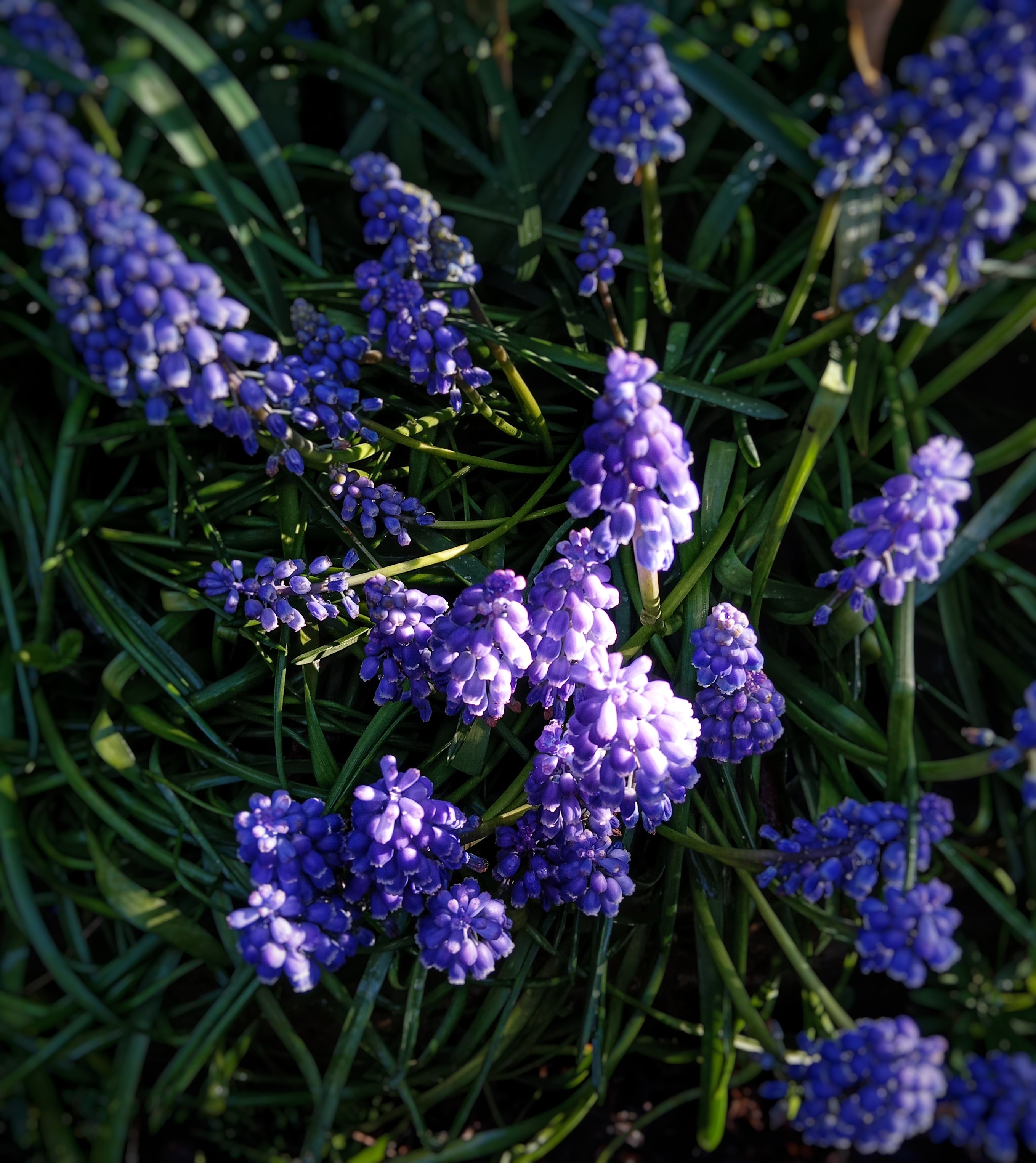 Looking down on a patch of purple/blue grape hyacinth, in dappled sunlight. The colours and shapes of their flowers contrast with the dark green linearity of their leaves. 