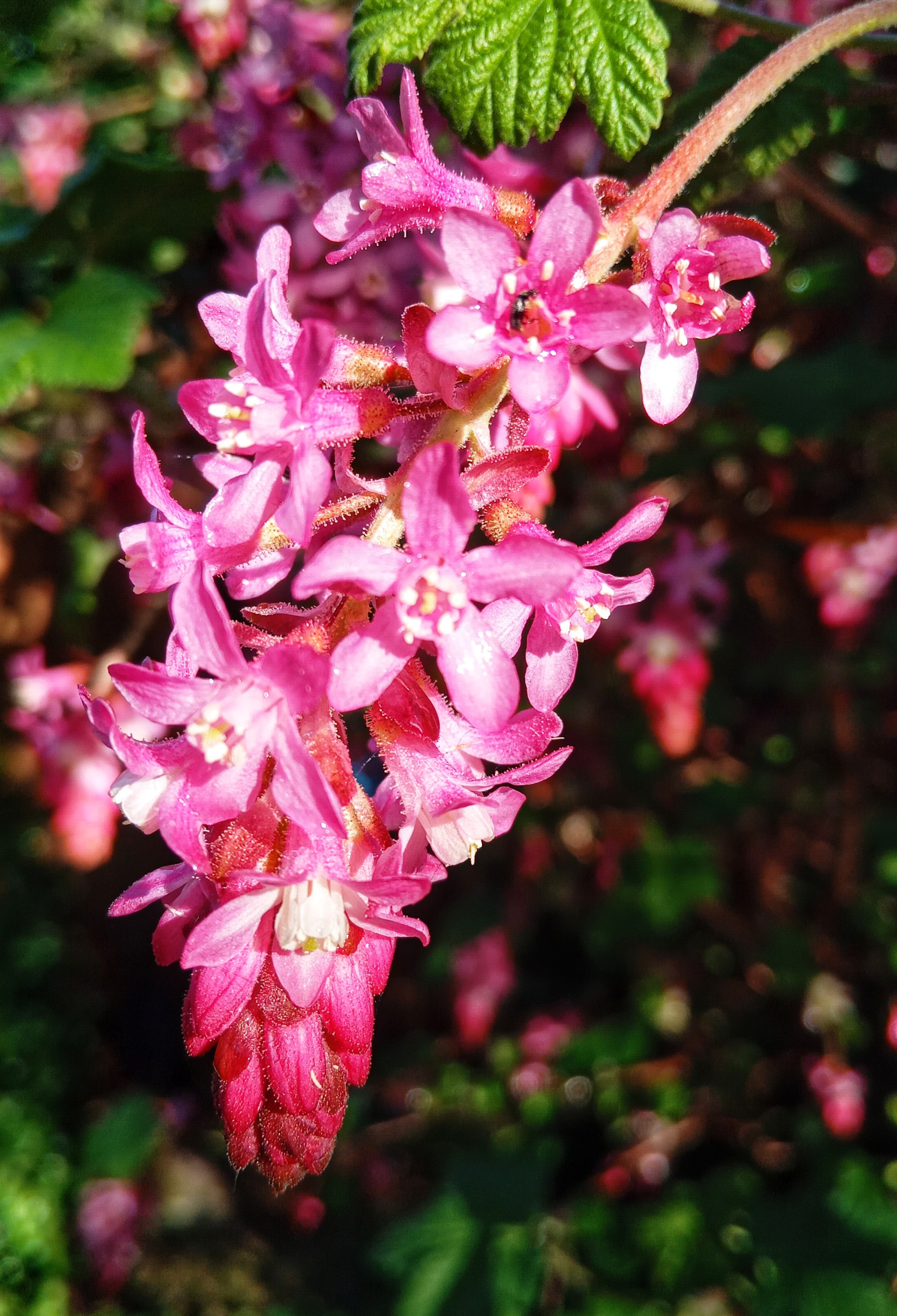 Redcurrant bush flower, like a bunch of grapes made out dark pink blooms. 