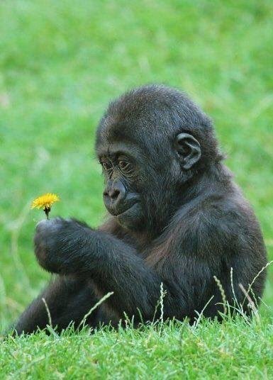 Jonge gorilla met bloem