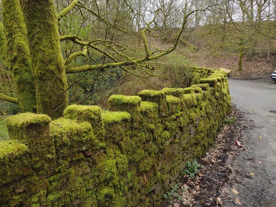 A crenellated stone wall covered in dense green moss. Trees in the background are similarly adorned with moss.
