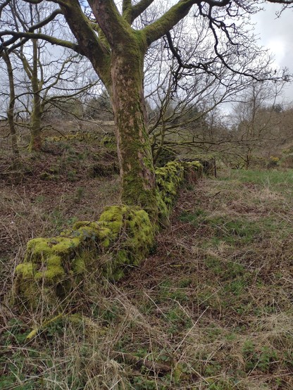 A crenellated stone wall abutting a tree on two sides is covered in a blanket of moss.