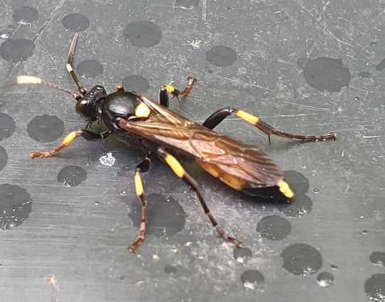 Insect with striking yellow stripes on its legs and antennae.