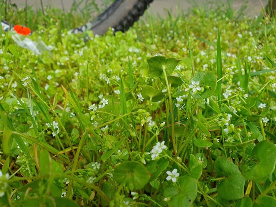 Small white flowers in perfoliate leaves. Bike tyre in the background 