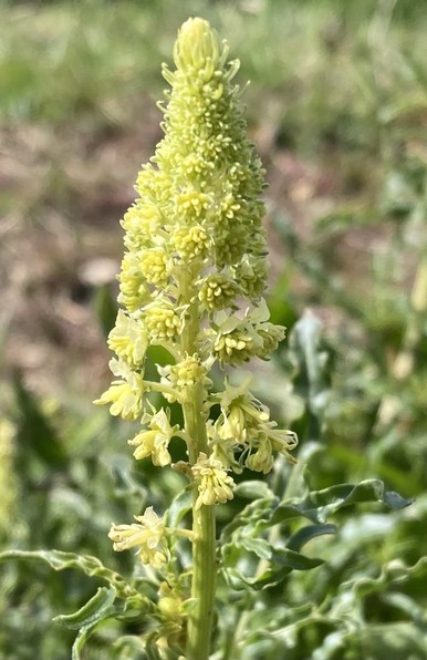 A spike with creamy yellow flowers, close-up