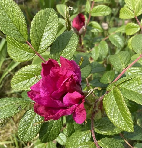 A dark pink wild rose amidst fresh green leaves on a red stem, close-up