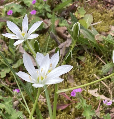 Close-up of three star-shaped white flowers, some more in bud. The bud is green. Some little bright pink flowers in the background