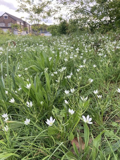 A patch of the same white star-shaped flowers, a building in the background 