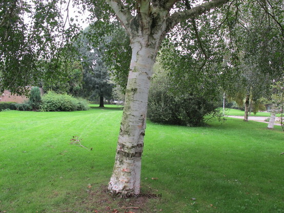 Photo of treespecies Betula utilis : Category is bast-bark-rinde-ecorse-corteza