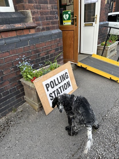 A cocker spaniel standing beside a polling station sign beside and old brick building