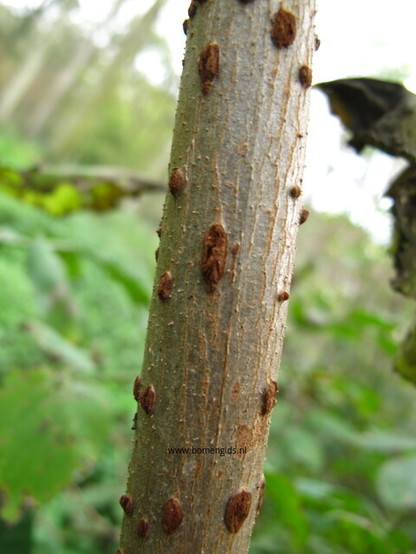 Photo of treespecies Sambucus nigra : Category is bastjong