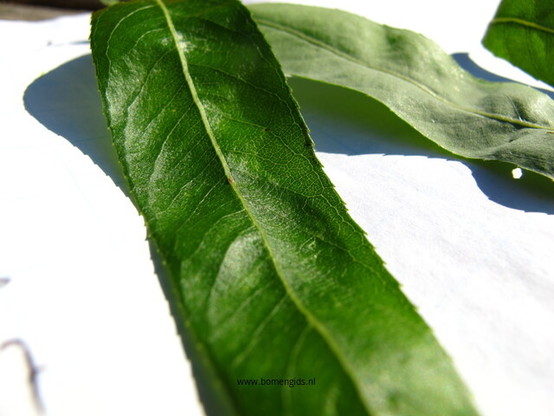 Photo of treespecies Salix babylonica Tortuosa : Category is blad-leaf-blatt-feuille-hoja