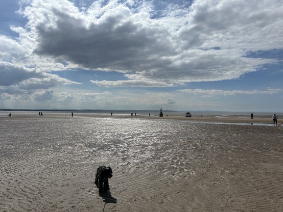 A cocker spaniel on a beach beneath a blue sky with white fluffy clouds, figures along the beach, some of which are cast iron life size statues