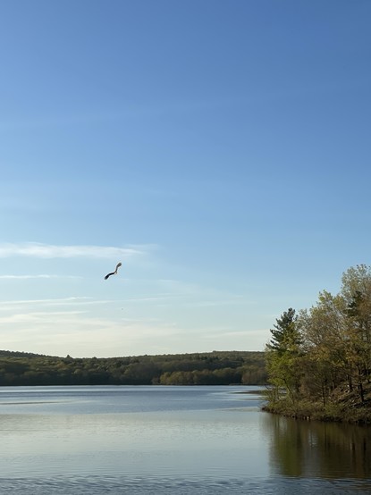A bald eagle flying over a calm lake with trees along the shore and hills in the distance under a clear blue sky.