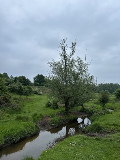 A willow tree beside a brook in a green tree lined valley beneath a grey cloudy sky
