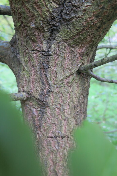 Photo of treespecies Quercus faginea : Category is bast-bark-rinde-ecorse-corteza
