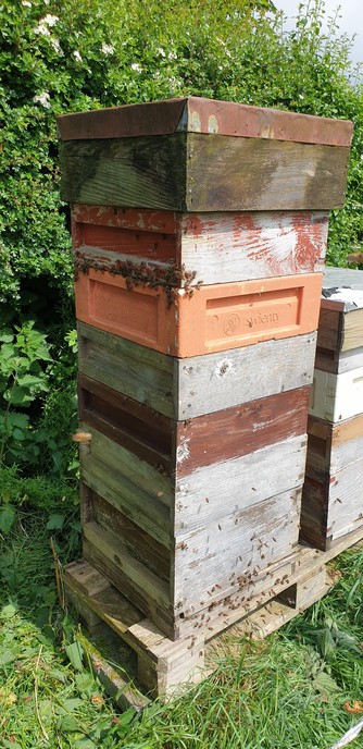 A brood box and 6 supers which never got removed last autumn because Stuart was ill. The bees have died over winter and now a new swarm has gone in using a gap high up as the entrance