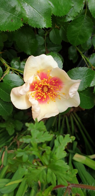 A pale yellow single petaled rose with a red center on a bush that usually has deep pink flowers with red centers.