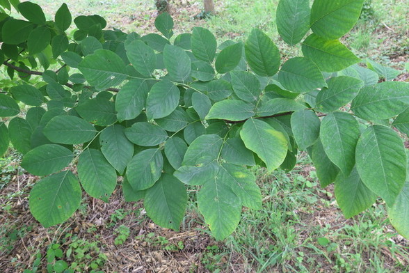 Photo of treespecies Cladrastis lutea : Category is foliage