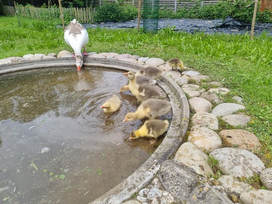 A group of goslings exploring a pond.