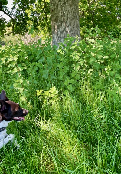 A small terrier, who is a very good girl 12/10 etc, is bounding into a picture of nettles around a tree.