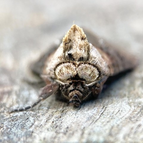 Front on shot of DARK SPECTACLE MOTH. Two black-edged lighter rings of fur, resembling a pair of spectacles, a tuft of creamy-brown mohican and a dark brown palp (lips, but look like a long hairy nose).
