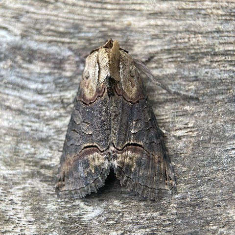 Overhead shot of DARK SPECTACLE MOTH. An iron grey colouring with light brown head and epaulettes on the upper wing. A thin, wavy dark line extends across both wings about two-thirds of the way down. Between the epaulettes and line there are three stigmata on each wing. Similar colour to wing itself, but edged in faint black. Two oval stigmata above a kidney shaped one.