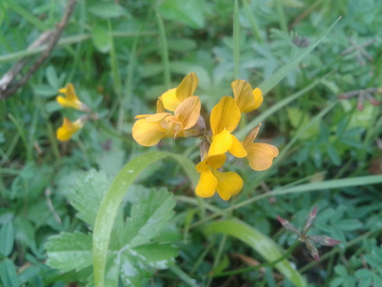 Orange-tinged yellow flowers of small, low-gropwing pea family plant, top part of the flower 'sail' slightly striped 