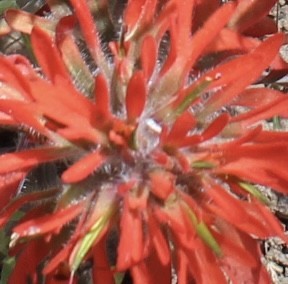 Kinda blurry close up of bright red indian paintbrush 