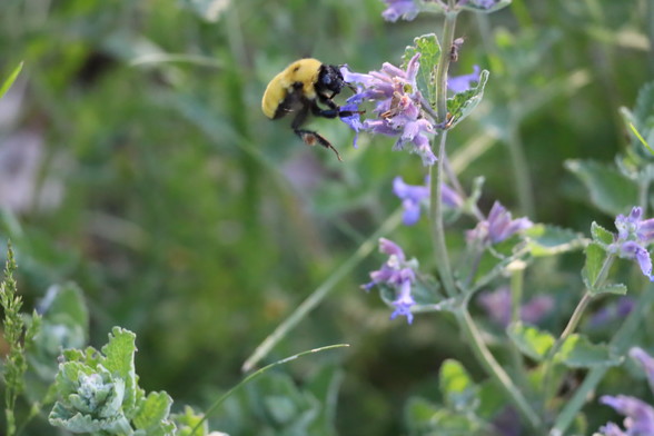 A yellow and black fuzzy bumblebee on a purple catnip