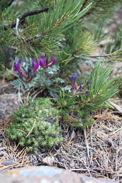 I think its a purple kind of vetch with some tiny moss campion leaves only and pinyon pine bough hanging down