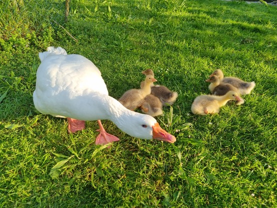 A large white gander standing protectively over six goslings, who are lounging on the grass.