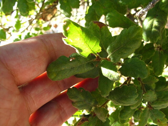 Photo of treespecies Quercus durata : Category is blad-leaf-blatt-feuille-hoja