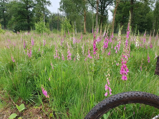 Field of purple foxgloves with a mtb tyre in the foreground 