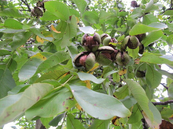 Photo of treespecies Juglans regia : Category is vrucht-fruit-frucht-fruit-fruta