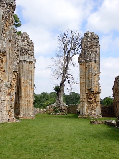 An old dead tree amidst the ruins of an abbey 