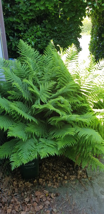 A very big fern taking up a whole bed. Its about 4 ft tall and even wider