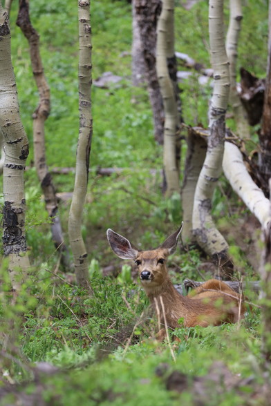A mule deer doe in the aspens green with early summer