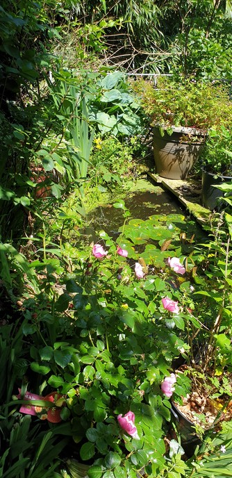 A jumble of plants in pots around a little pond which takes up almost all of the front garden