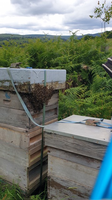A tall stack of bee equipment, waiting to be moved as we had no truck, with a swarm tucked up under the lid. There is an empty hive to their right and they are thinking of moving into it