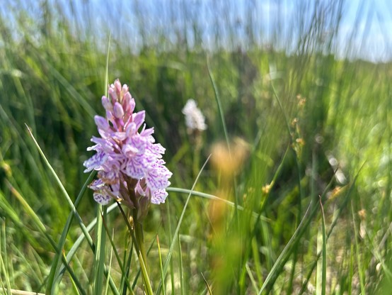 Close up photo of a pale pink spotted heath orchid. Grasses, out of focus, surrounding it. Blue sky in background 