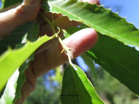 Photo of treespecies Quercus variabilis : Category is knop-bud-knospe-bouton-capullo